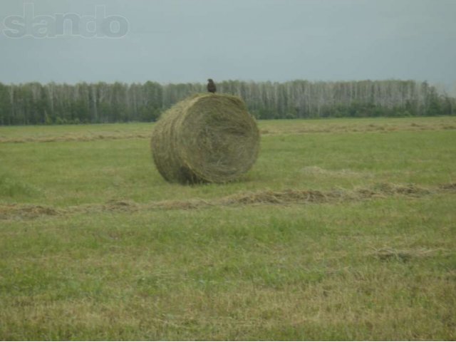 Продам сено клевер люцерна луговое в городе Задонск, фото 4, Аксессуары