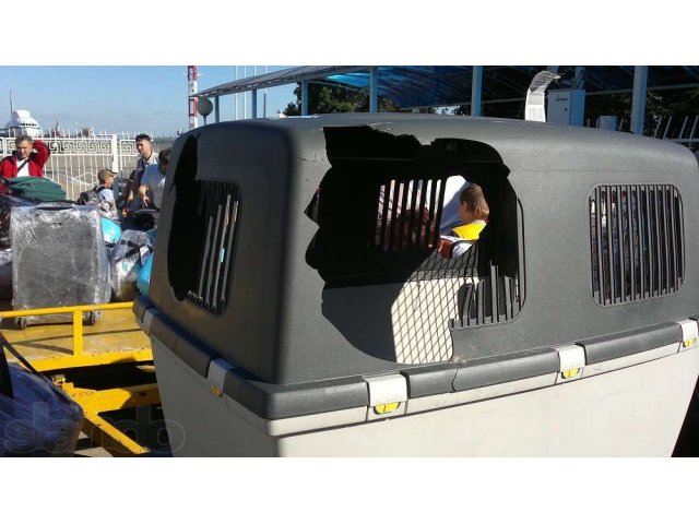 Контейнер для перевозки крупной собаки в городе Анапа, фото 3, Аксессуары