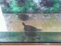 Аквариум с красноухими черепахами в городе Кострома, фото 1, Костромская область