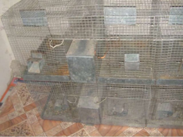 Клетка для шиншилл в городе Узловая, фото 2, Аксессуары