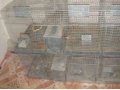 Клетка для шиншилл в городе Узловая, фото 2, стоимость: 15 000 руб.