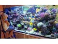 Продаём и устанавливаем морские аквариумы в Волгограде и Волжском в городе Волгоград, фото 1, Волгоградская область