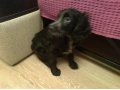 Продается щенок русского спаниэля 3 месяца (черный) в городе Улан-Удэ, фото 1, Бурятия