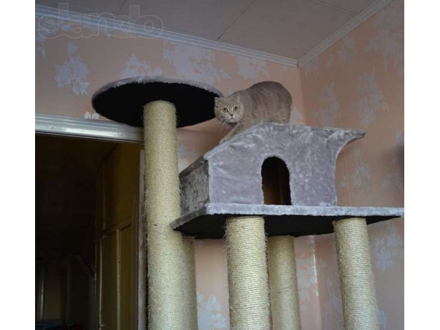 Кошачий домик от уютного уголка до 7 эт. комплекса в городе Йошкар-Ола, фото 3, стоимость: 1 000 руб.