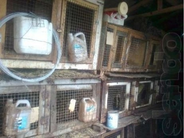 Клетки для кроликов в городе Улан-Удэ, фото 5, Бурятия