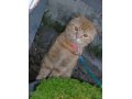 Вислоухий кот на вязку в городе Новосибирск, фото 1, Новосибирская область