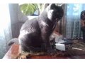 Вязка, кот породы скоттиш-страйт в городе Рассказово, фото 1, Тамбовская область