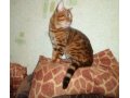Опытный бенгальский кот ищет кошечку для вязки в городе Брянск, фото 2, стоимость: 7 000 руб.