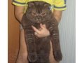 Шотланский вислоухий кот в городе Ханты-Мансийск, фото 1, Ханты-Мансийский автономный округ