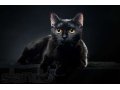 Британская чёрная кошечка ищет кота в городе Калининград, фото 1, Калининградская область
