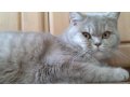 Британский котик приглашает на вязку ! в городе Калининград, фото 1, Калининградская область