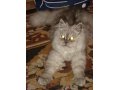 Персидский кот приглашает кошек на вязку в городе Тольятти, фото 1, Самарская область