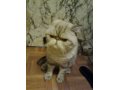 Вислоухий кот на вязку в городе Калининград, фото 1, Калининградская область