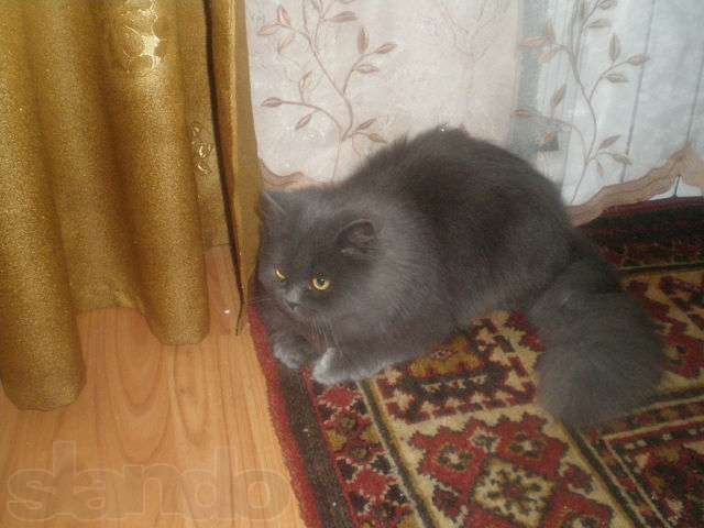 Персидский котик для вязки, молодой в городе Пятигорск, фото 1, стоимость: 0 руб.