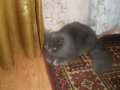 Персидский котик для вязки, молодой в городе Пятигорск, фото 1, Ставропольский край