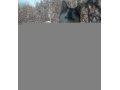 Красивая охотничья лайка-кобель ищет подружку для случки. в городе Якутск, фото 2, стоимость: 3 000 руб.