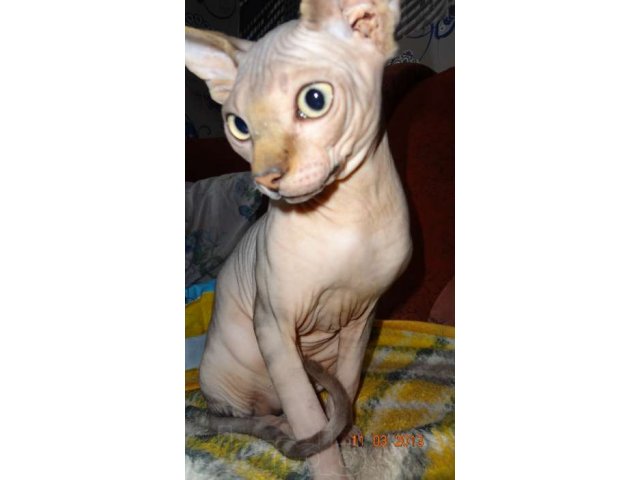 Предлагается для вязок молодой кот породы сфинкс. в городе Тольятти, фото 1, стоимость: 1 000 руб.