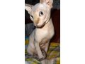Предлагается для вязок молодой кот породы сфинкс. в городе Тольятти, фото 1, Самарская область