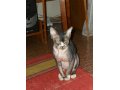Котик канадского сфинкса приглашает кошечку на свою территорию в городе Кострома, фото 3, Вязка