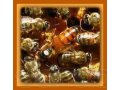 Продажа пчелиных маток, ульев в Краснодаре в городе Краснодар, фото 1, Краснодарский край