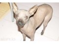 мексиканская голая собачка ищет кобеля на вязку в городе Краснодар, фото 1, Краснодарский край
