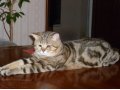 Вязка британского кота в городе Тольятти, фото 1, Самарская область