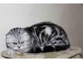 Мраморный вислоухий кот- вязка в городе Ставрополь, фото 1, Ставропольский край