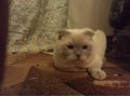 Шотландский вислоухий кот ищет кошку для вязки в городе Ханты-Мансийск, фото 1, Ханты-Мансийский автономный округ
