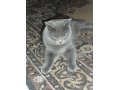 Очаровательный котик желает познакомиться) в городе Тюмень, фото 1, Тюменская область