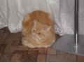 персидский котик ищет подружку для вязки в городе Архангельск, фото 2, стоимость: 0 руб.