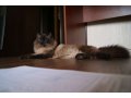 вязка с невским маскарадным котом в городе Вологда, фото 2, стоимость: 1 500 руб.