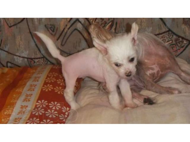Предоставлю для вязки кобеля Китайской Хохлатой собаки. в городе Южно-Сахалинск, фото 6, стоимость: 0 руб.