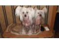 Предоставлю для вязки кобеля Китайской Хохлатой собаки. в городе Южно-Сахалинск, фото 2, стоимость: 0 руб.