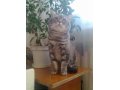 вязка кот британец-с родословной приглашает кошече в городе Тольятти, фото 1, Самарская область