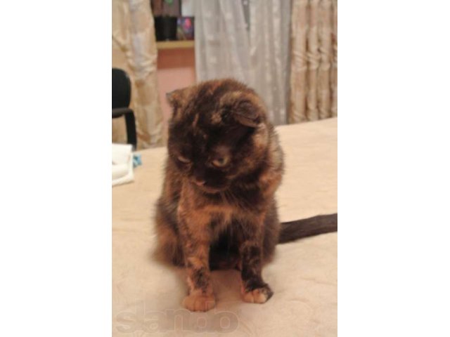 Шотландская вислоухая кошечка приглашает красивого кота в городе Архангельск, фото 2, стоимость: 0 руб.