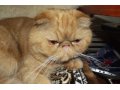 Кот по кличке марс приглашает кошек на вязку в городе Ростов-на-Дону, фото 1, Ростовская область