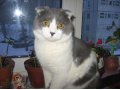 Шотландский вислоухий кот Лео приглашает на вязку в городе Уфа, фото 1, Башкортостан