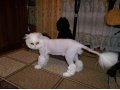 Персидский кот для вязки в городе Уфа, фото 1, Башкортостан