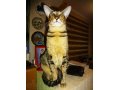 Ориентальный кот для вязки. Краснодар. в городе Краснодар, фото 1, Краснодарский край