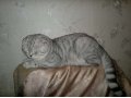 Шотландский вислоухий кот (вязка, случка) в городе Ростов-на-Дону, фото 5, стоимость: 2 500 руб.