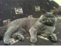 Британский кот. Вязка. Подольск в городе Подольск, фото 1, Московская область