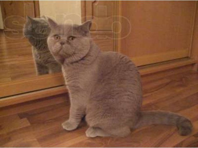 Британский лиловый опытный кот. Вязка. в городе Санкт-Петербург, фото 1, стоимость: 4 000 руб.