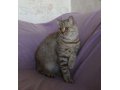 Предлагаю для вязки кота в городе Тверь, фото 1, Тверская область