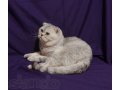 Шотландский вислоухий кот для вязки в городе Тверь, фото 1, Тверская область