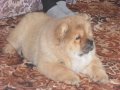 Потерялась собака породы чау-чау. в городе Омск, фото 1, Омская область