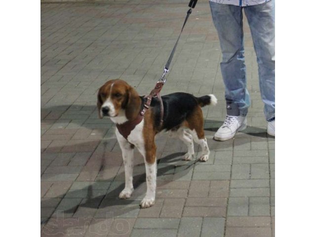 пропала собака в городе Краснодар, фото 1, стоимость: 0 руб.