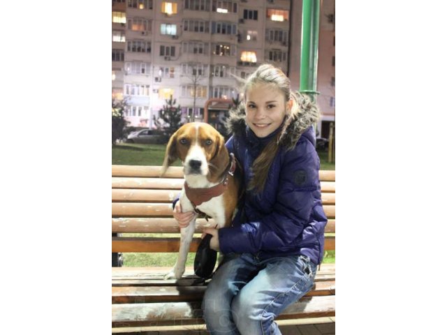 пропала собака в городе Краснодар, фото 2, Бюро находок