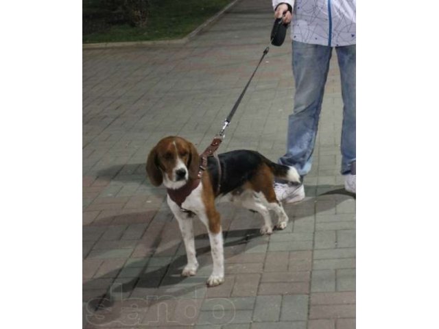 пропала собака в городе Краснодар, фото 3, Краснодарский край