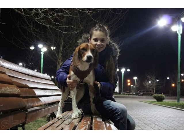 пропала собака в городе Краснодар, фото 4, стоимость: 0 руб.