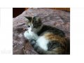 Пропала трехцветная кошка в городе Улан-Удэ, фото 1, Бурятия